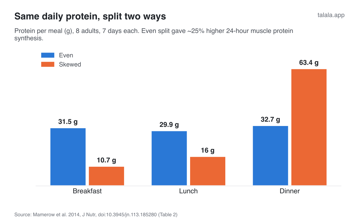 Protein per meal, even vs skewed. Even: 31.5 / 29.9 / 32.7 g. Skewed: 10.7 / 16.0 / 63.4 g. Result: ~25% higher 24-h muscle protein synthesis with even. Source: Mamerow 2014, Table 2 and Results